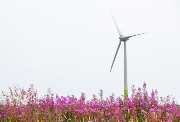 Éolienne dans un champ d’arbustes en fleurs